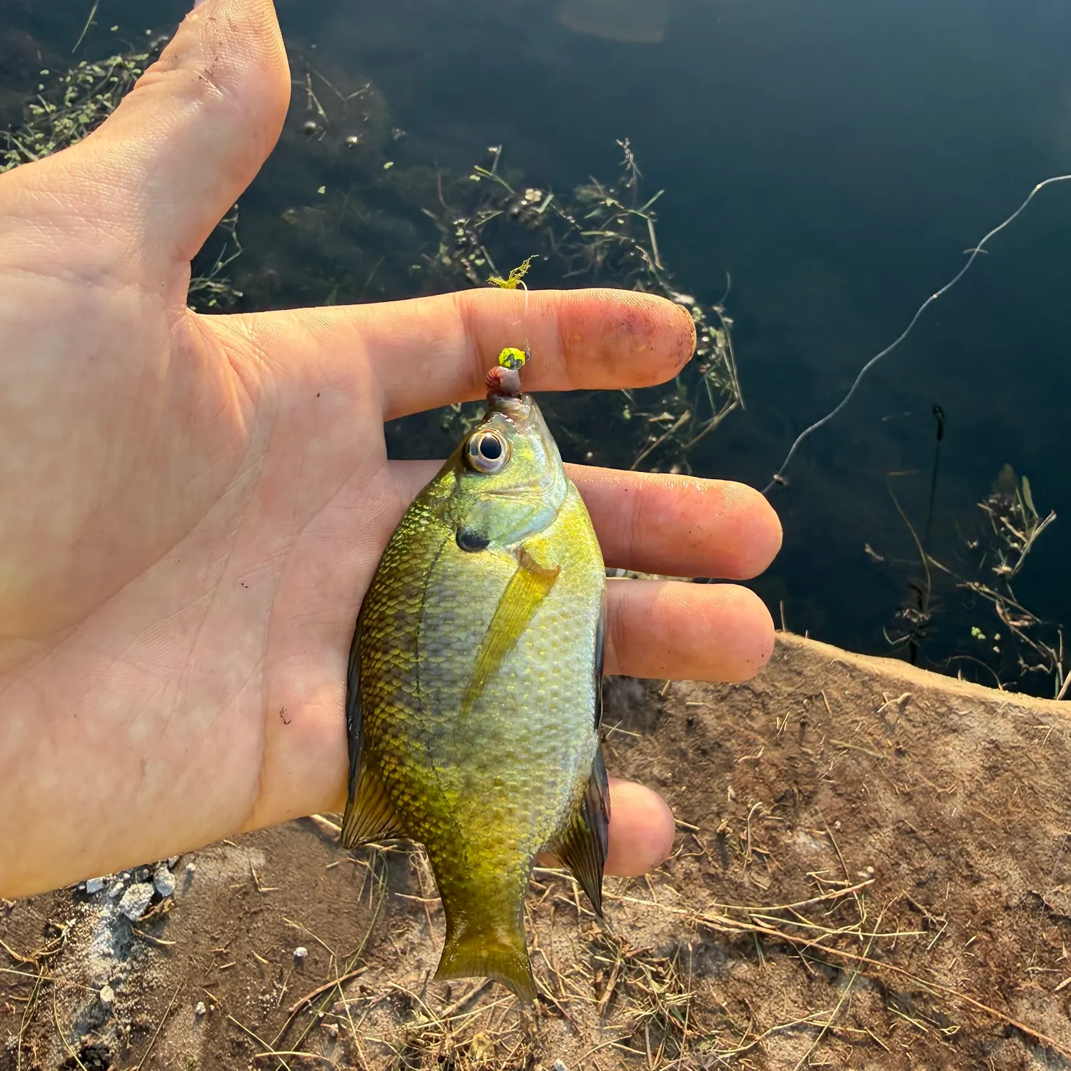 Bluegill caught on Fishbrain
