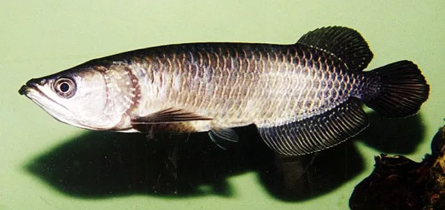 Australian bonytongue