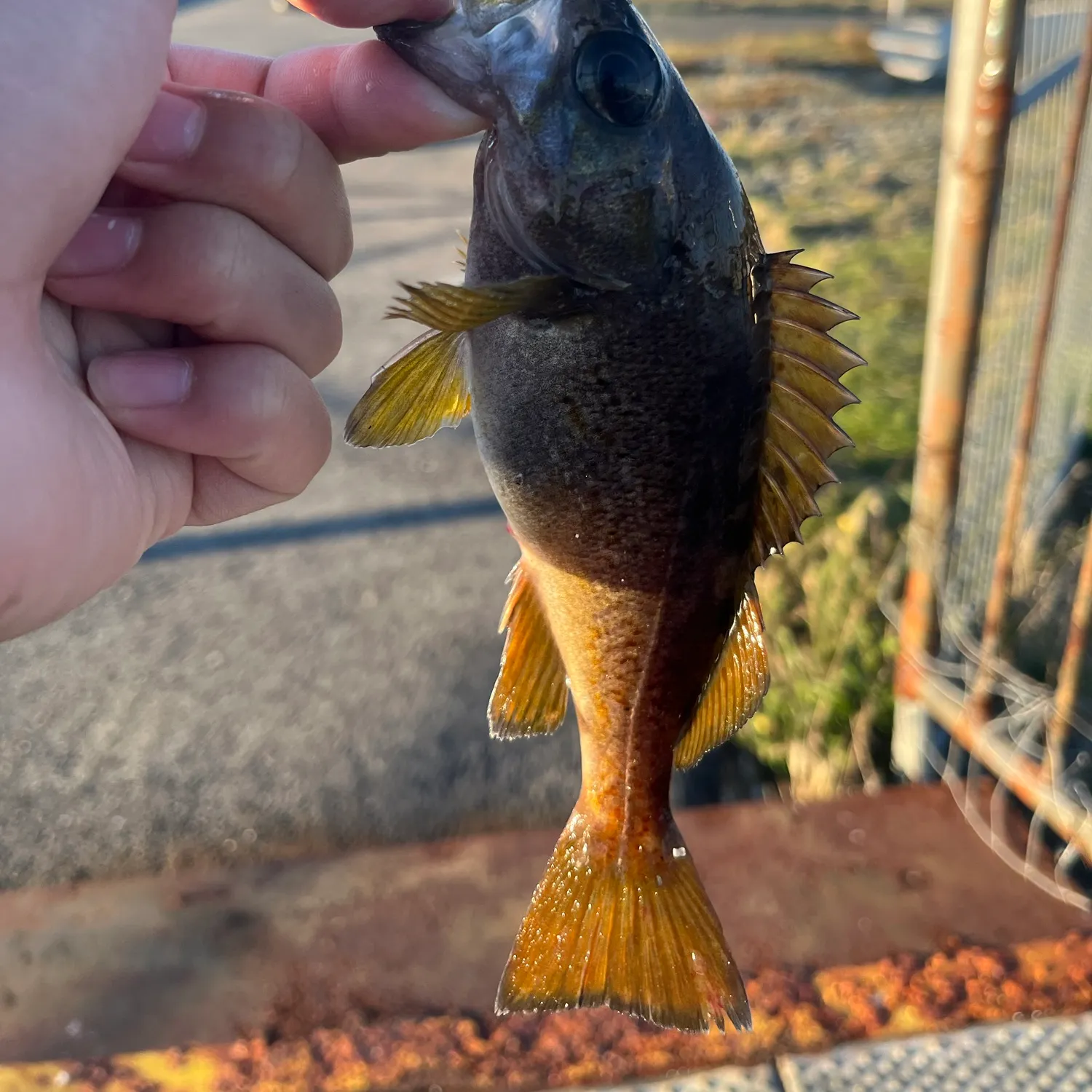 Yellowtail rockfish caught on Fishbrain