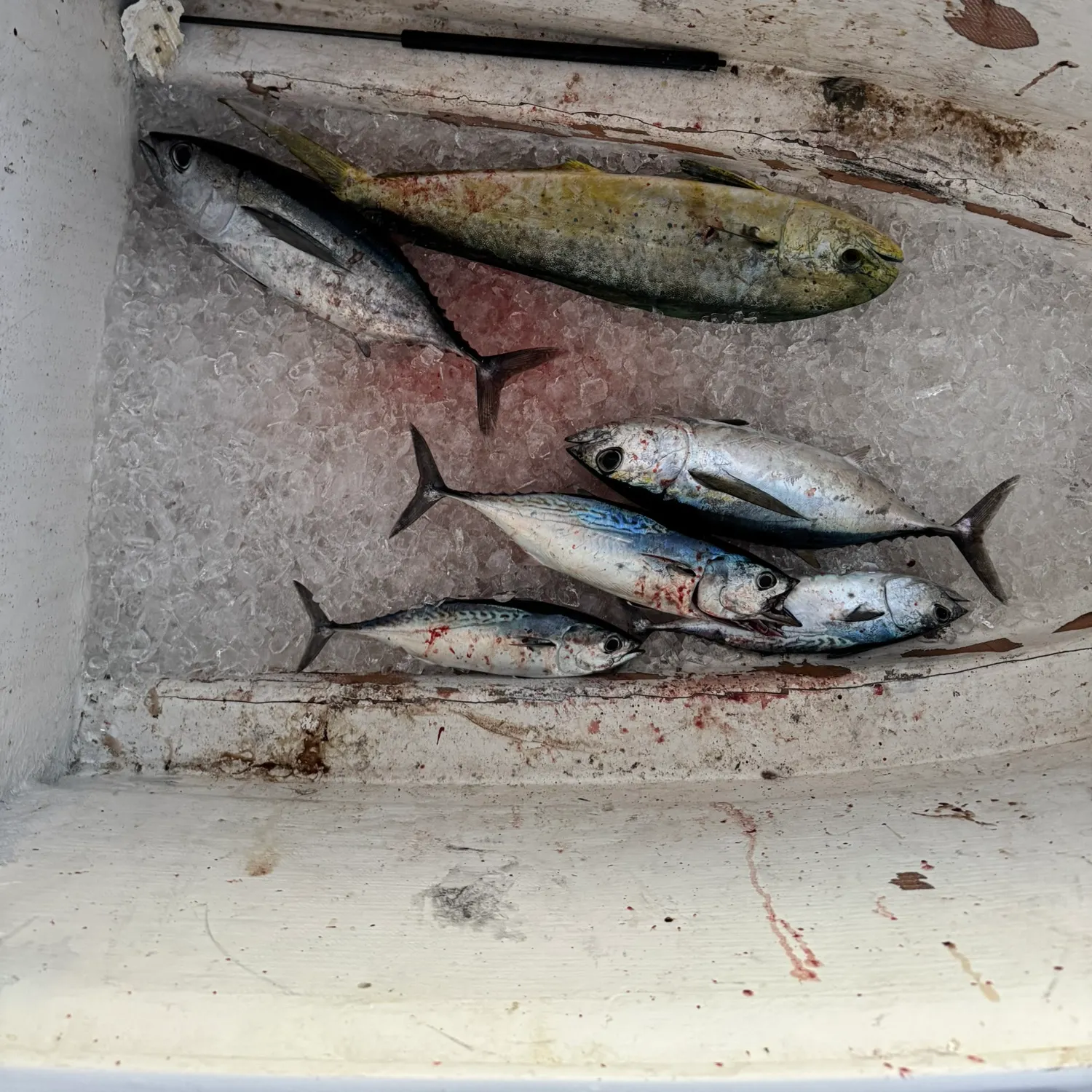 The most recent Little tunny catches on Fishbrain