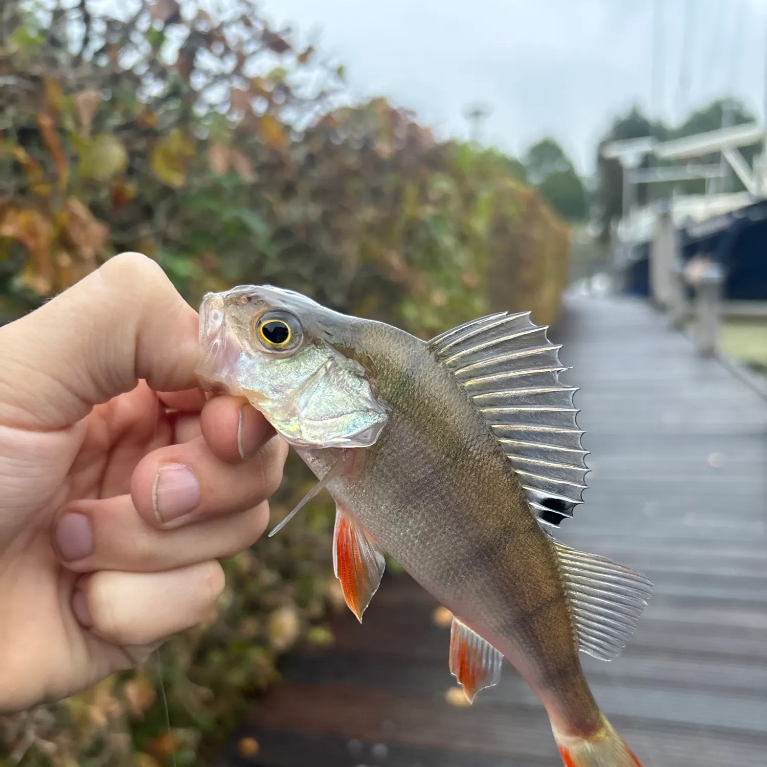 catch
