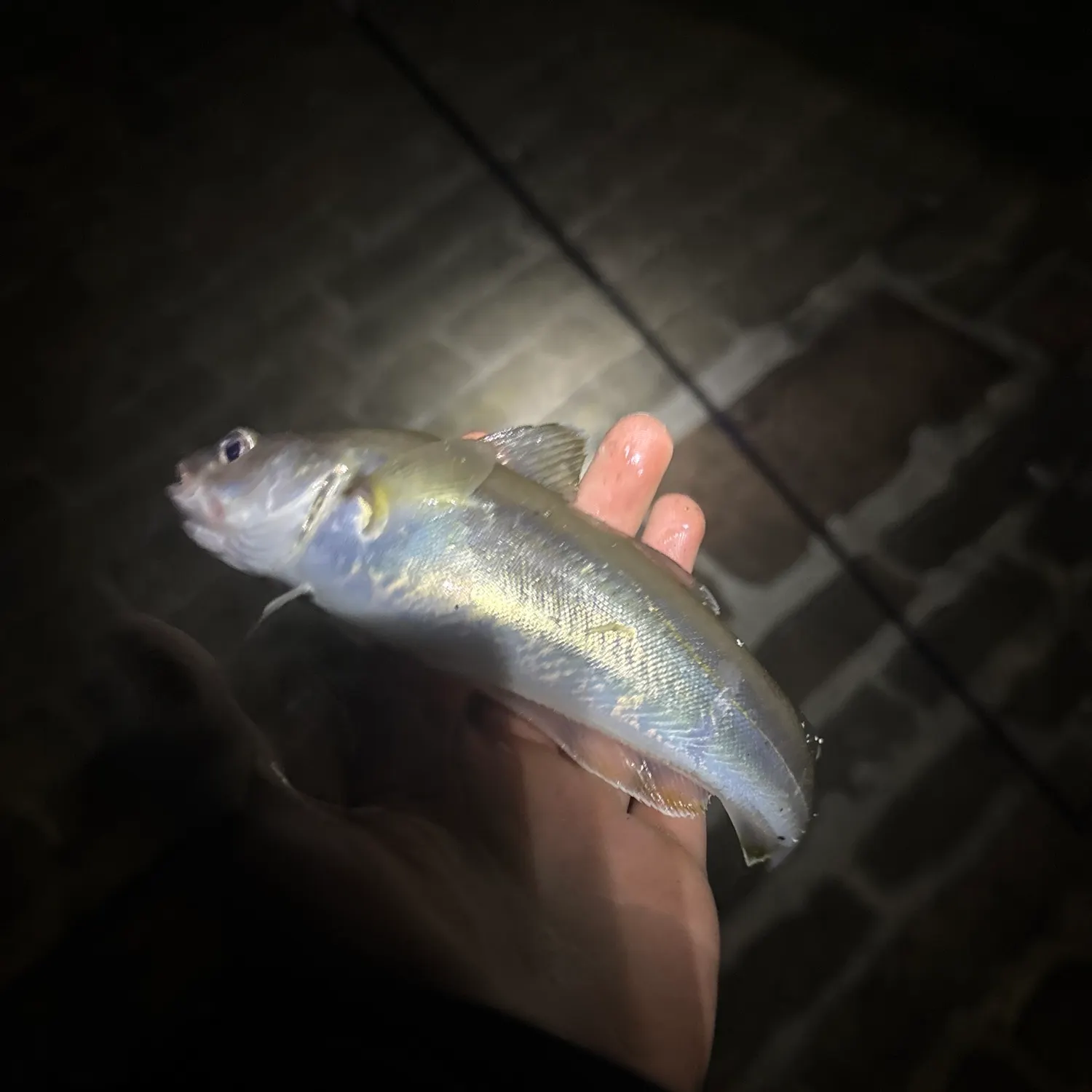 Whiting caught on Fishbrain
