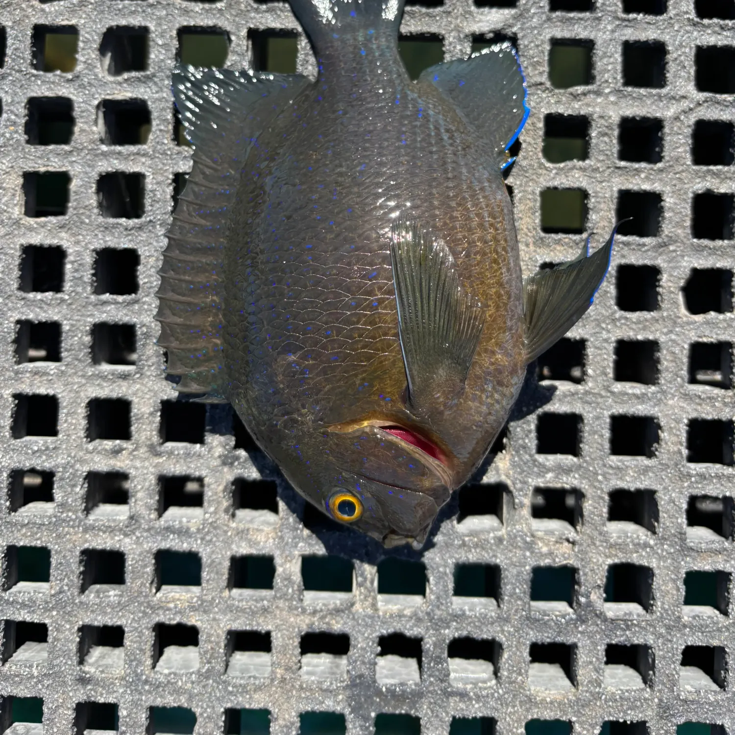 most liked catch image