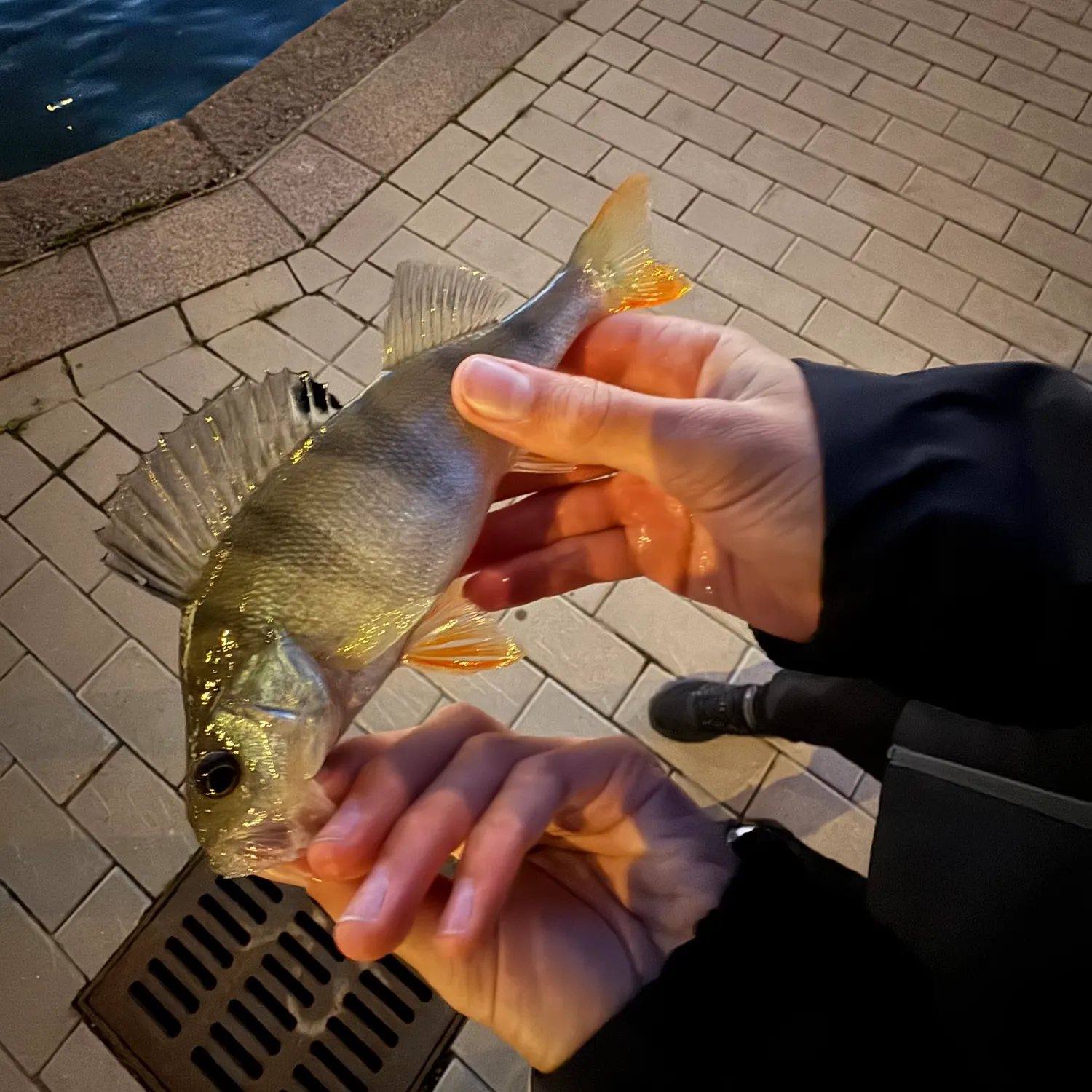 European perch caught on Fishbrain