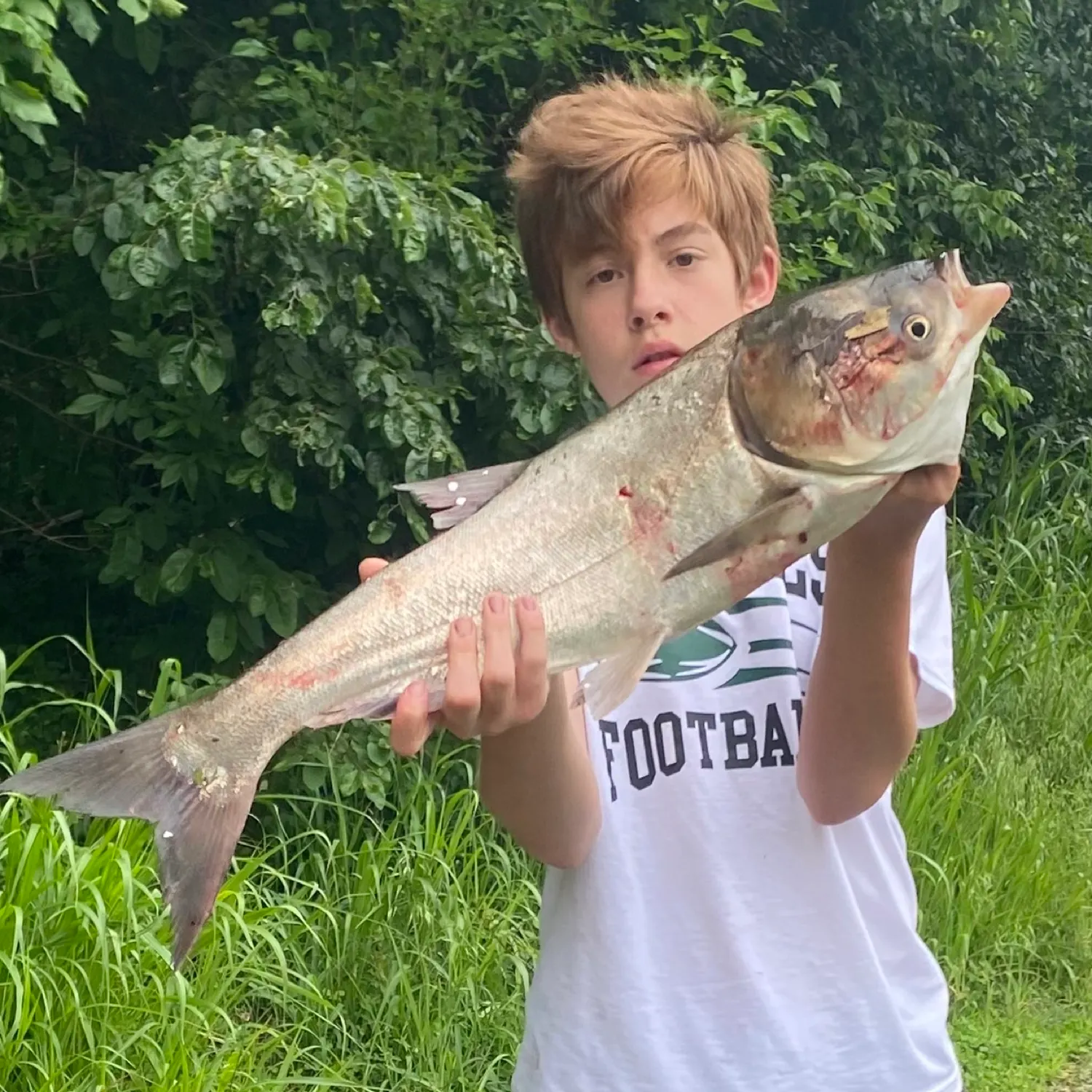 The most recent Silver carp catches on Fishbrain