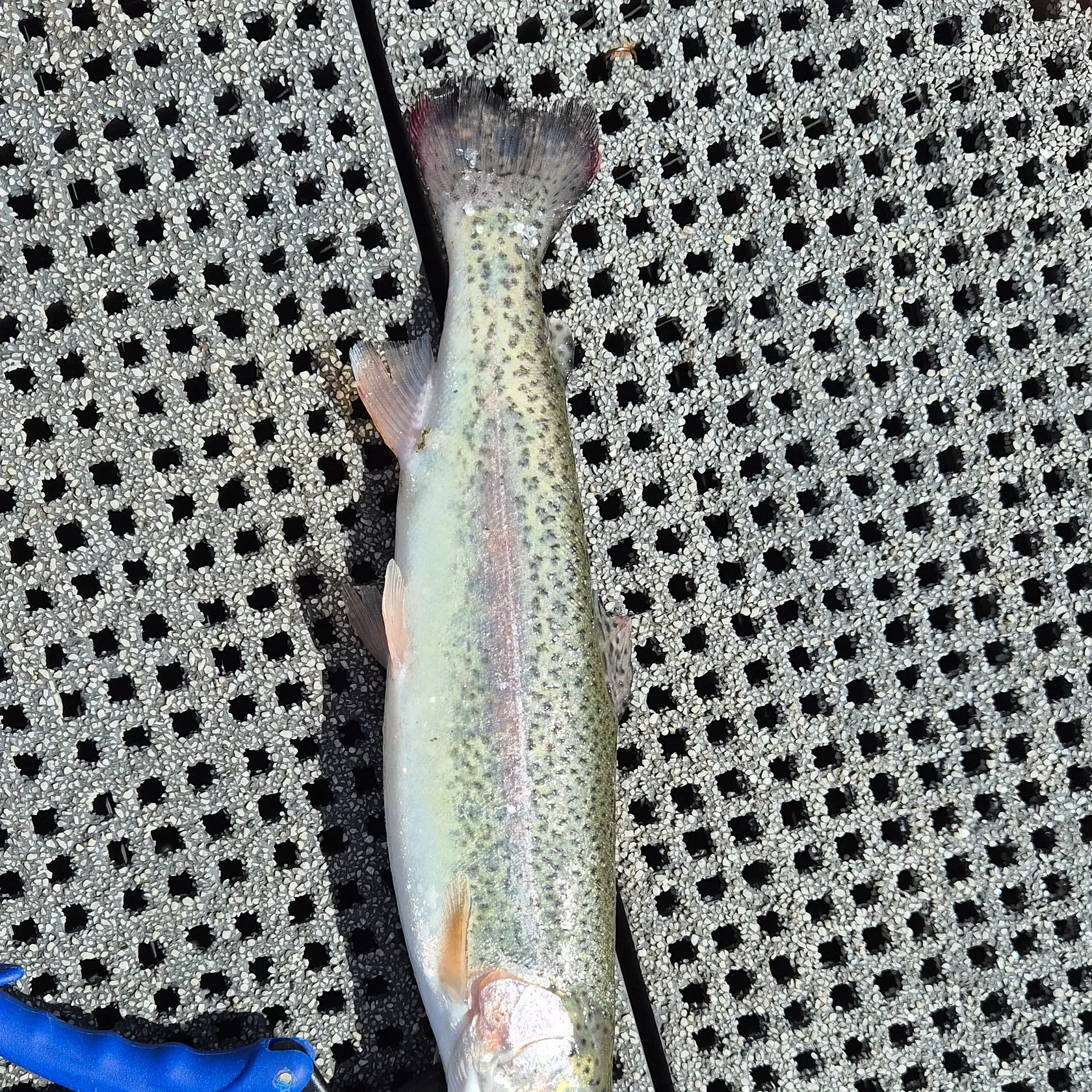 Rainbow trout caught on Fishbrain