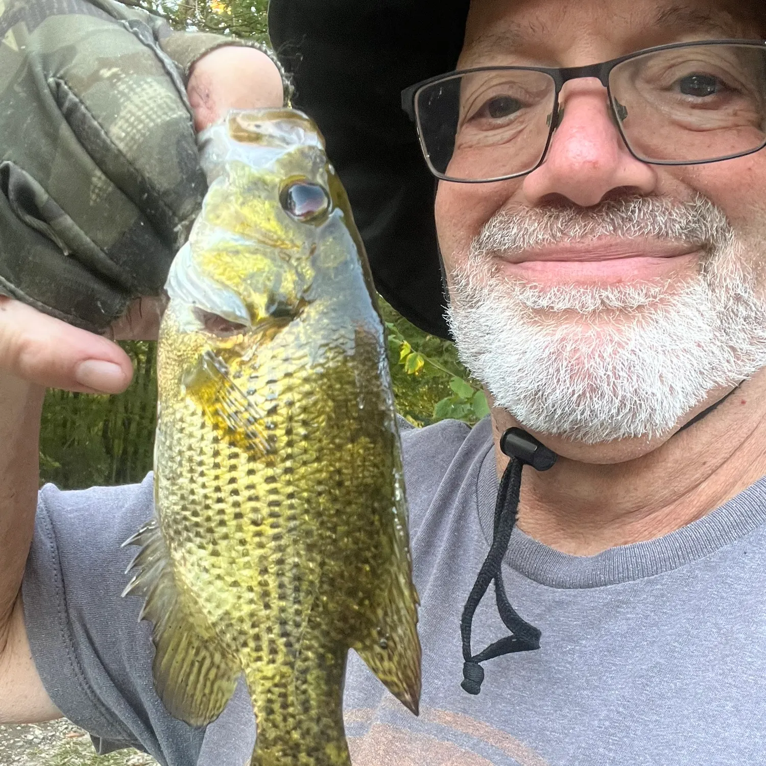 Rock bass caught on Fishbrain