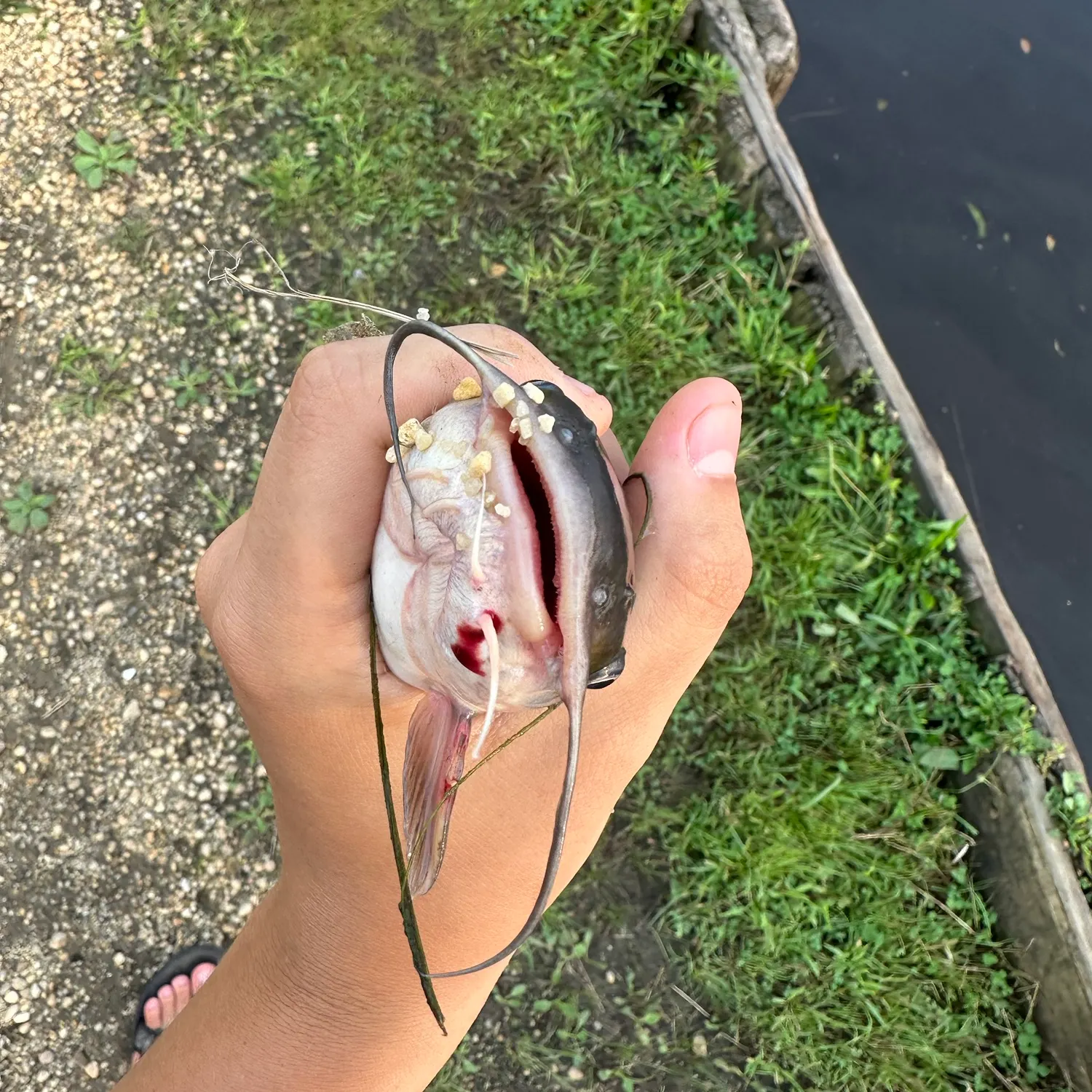 catch