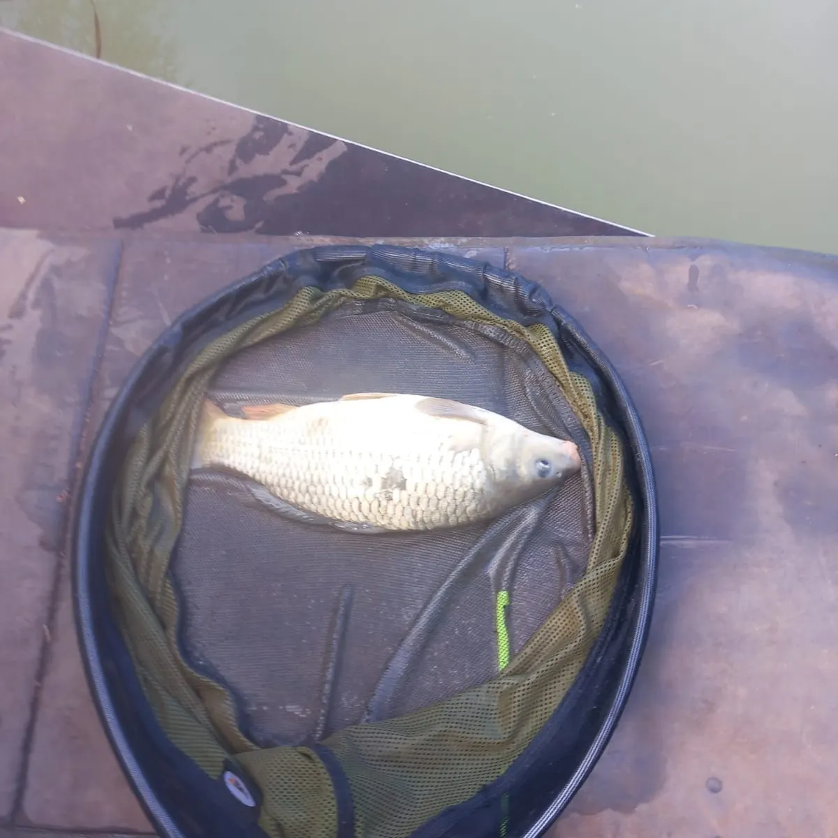 Crucian carp caught on Fishbrain