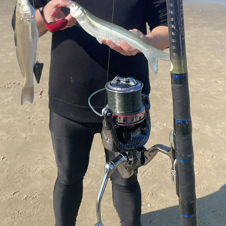 The most popular recent Argentinian silverside catch on Fishbrain