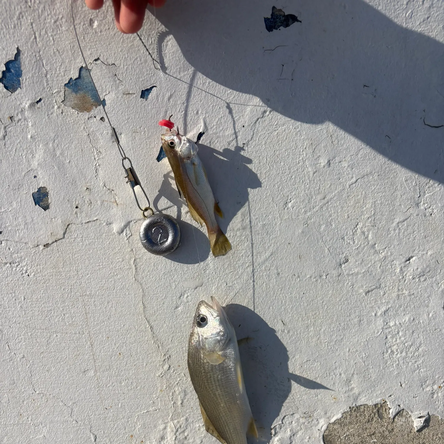 The most recent Silver perch catches on Fishbrain