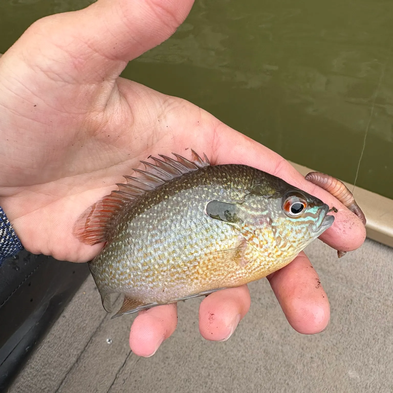 The most recent Longear sunfish catches on Fishbrain