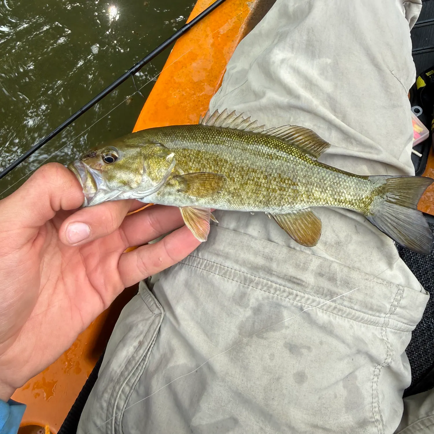 Smallmouth bass caught on Fishbrain