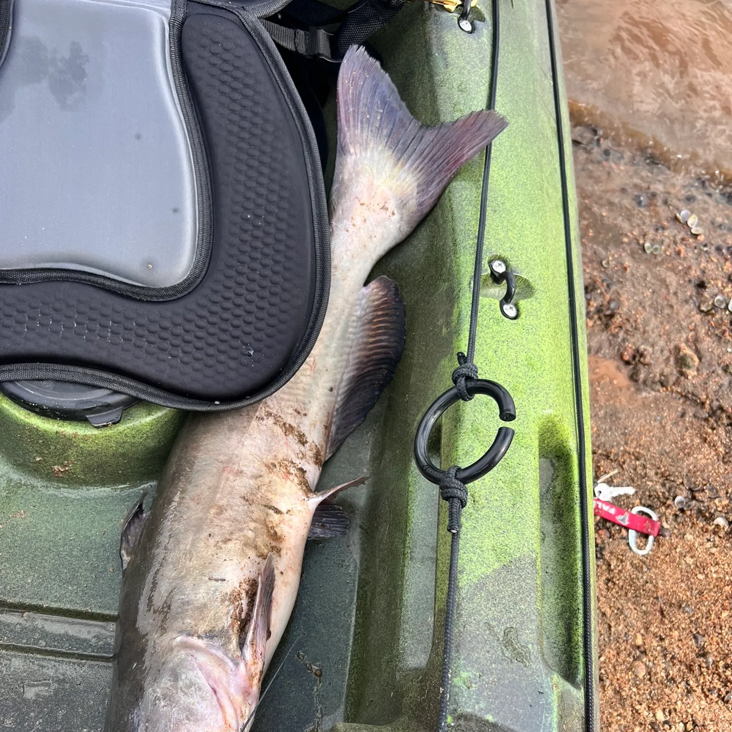 White bullhead caught on Fishbrain