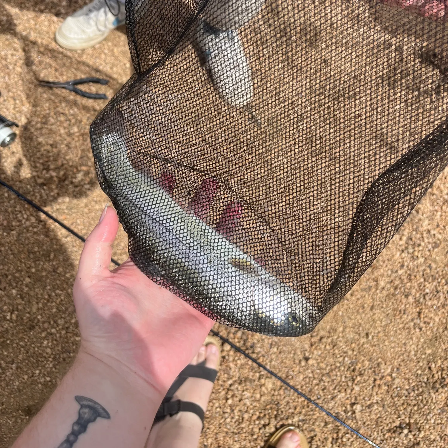 Rainbow trout caught on Fishbrain