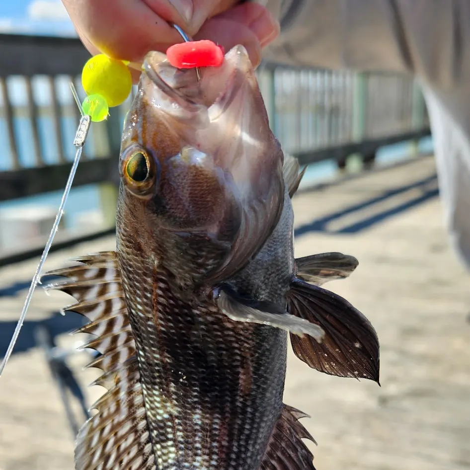 Black sea bass caught on Fishbrain