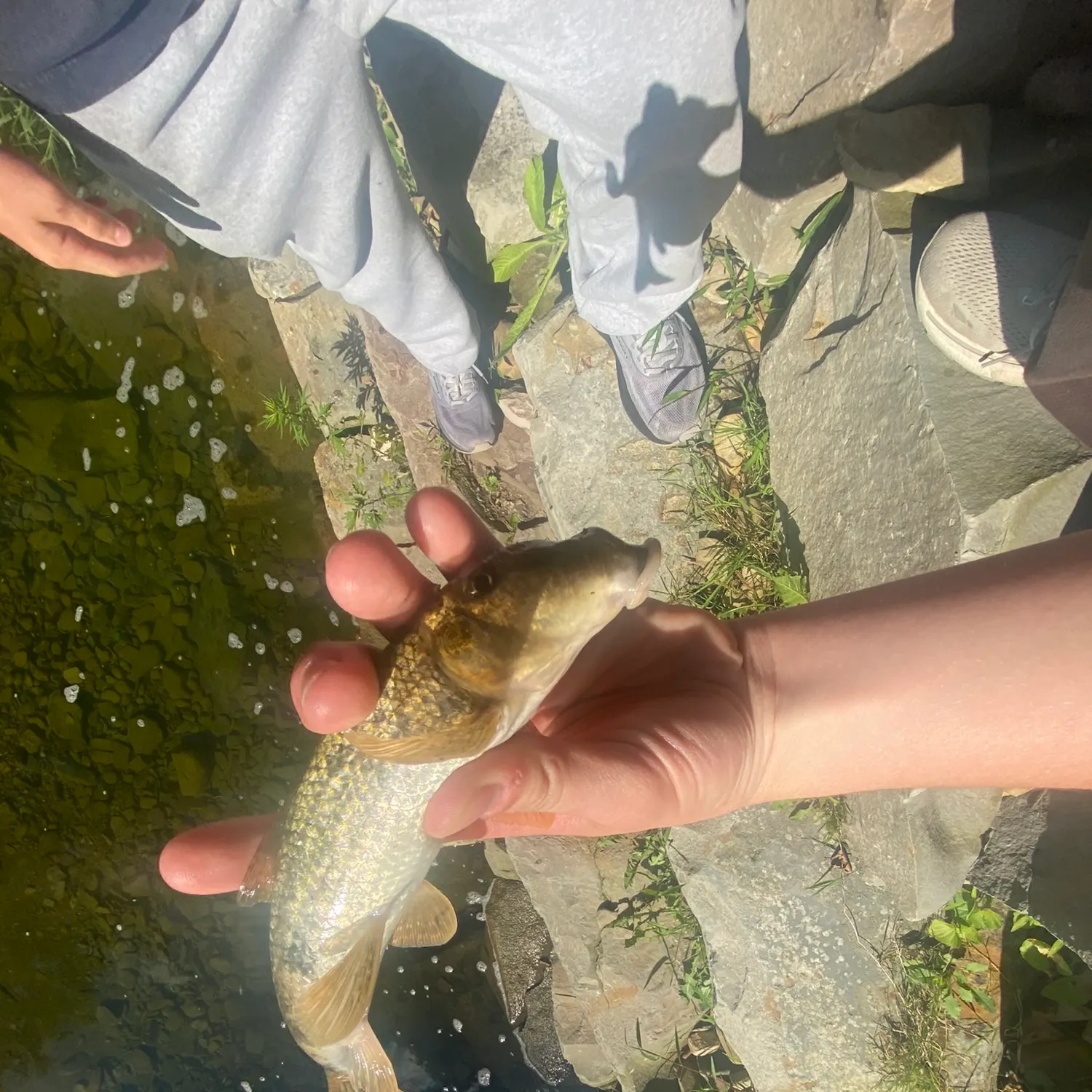 The most recent Northern hogsucker catches on Fishbrain