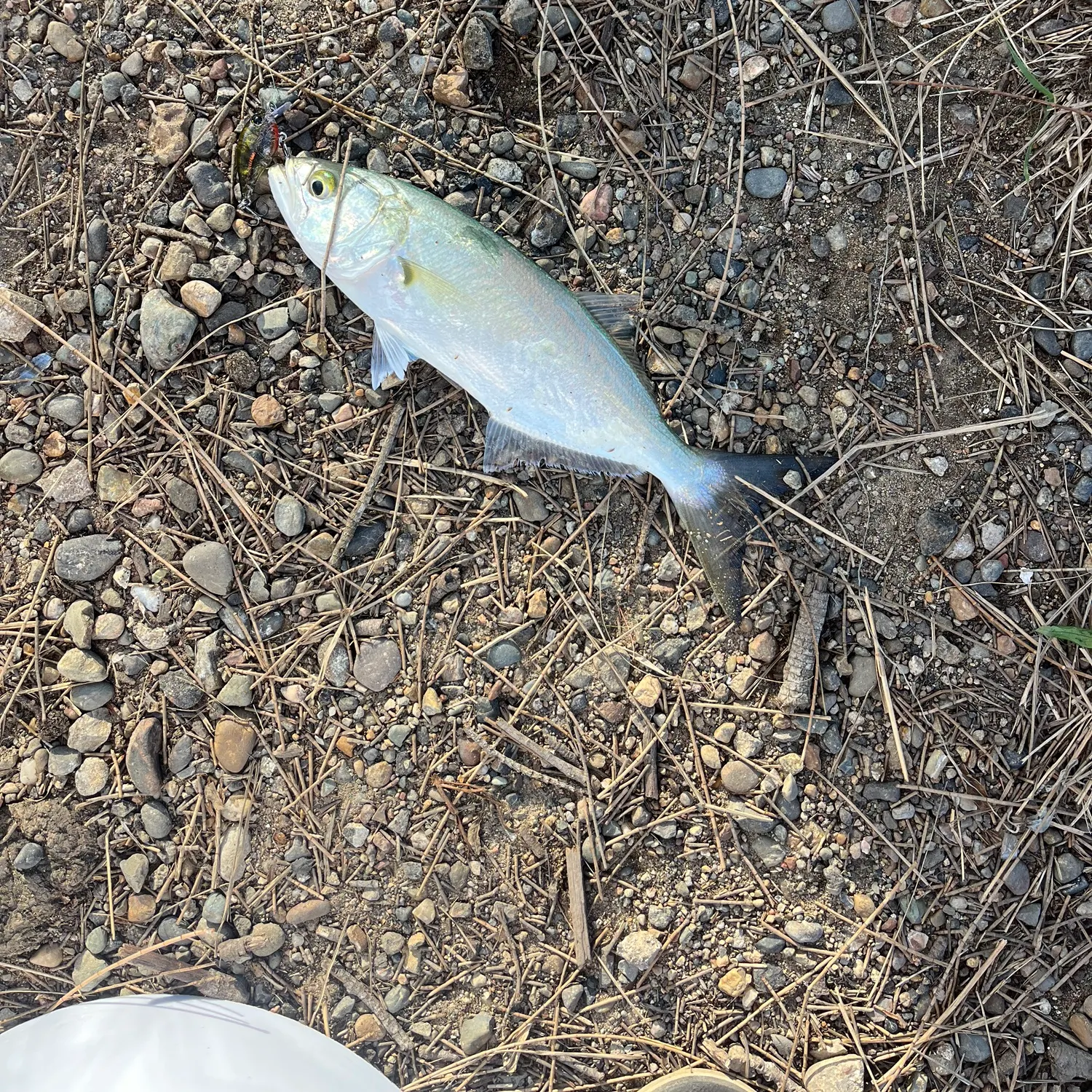 Bluefish caught on Fishbrain