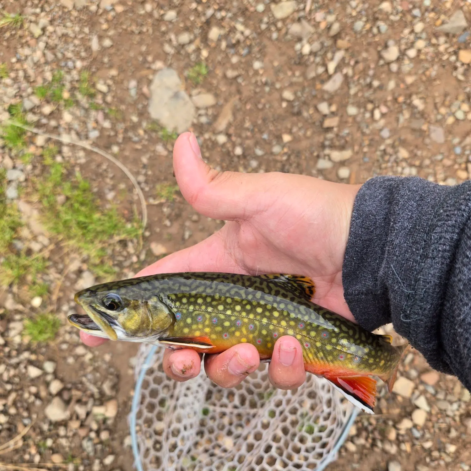 Brook trout caught on Fishbrain