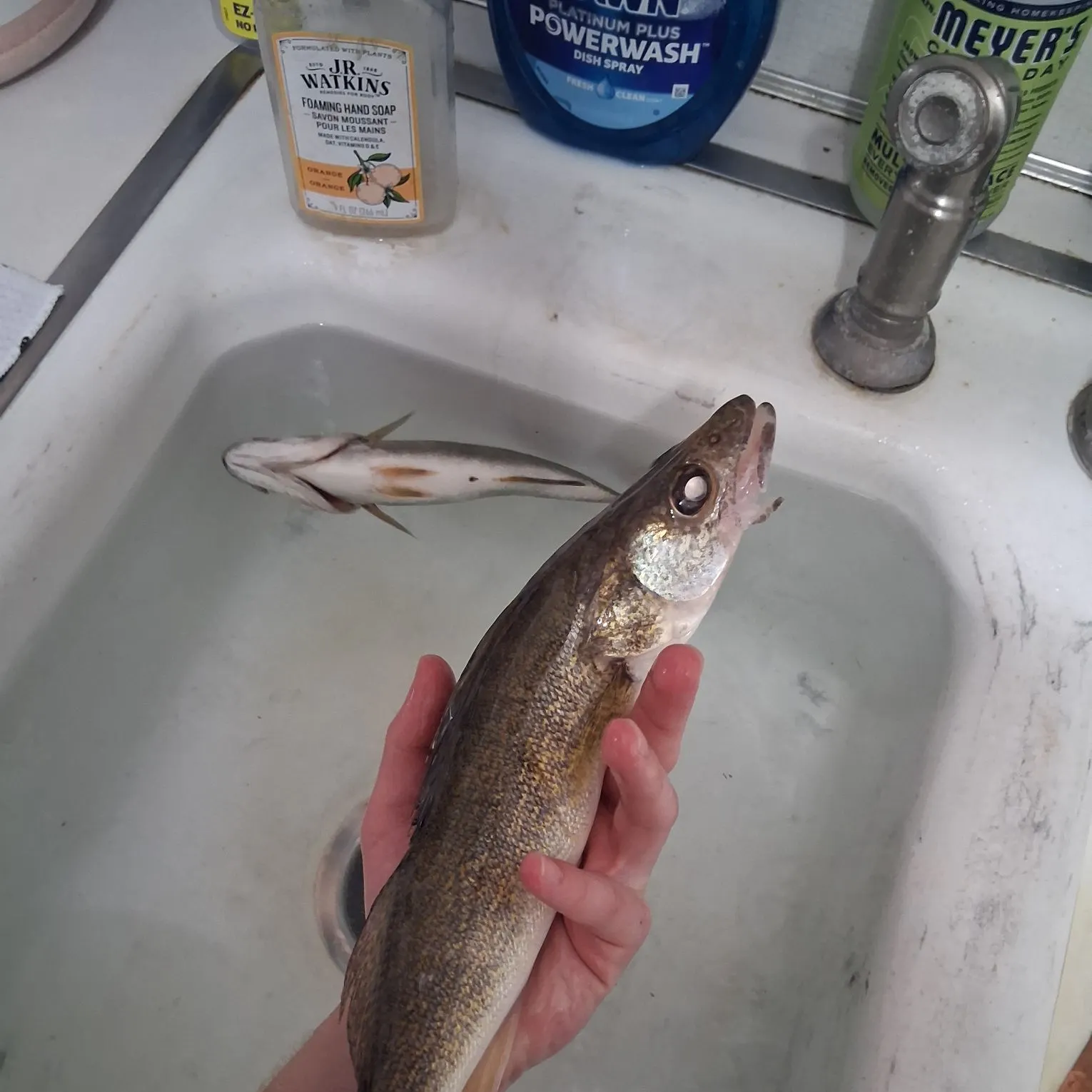 Walleye caught on Fishbrain
