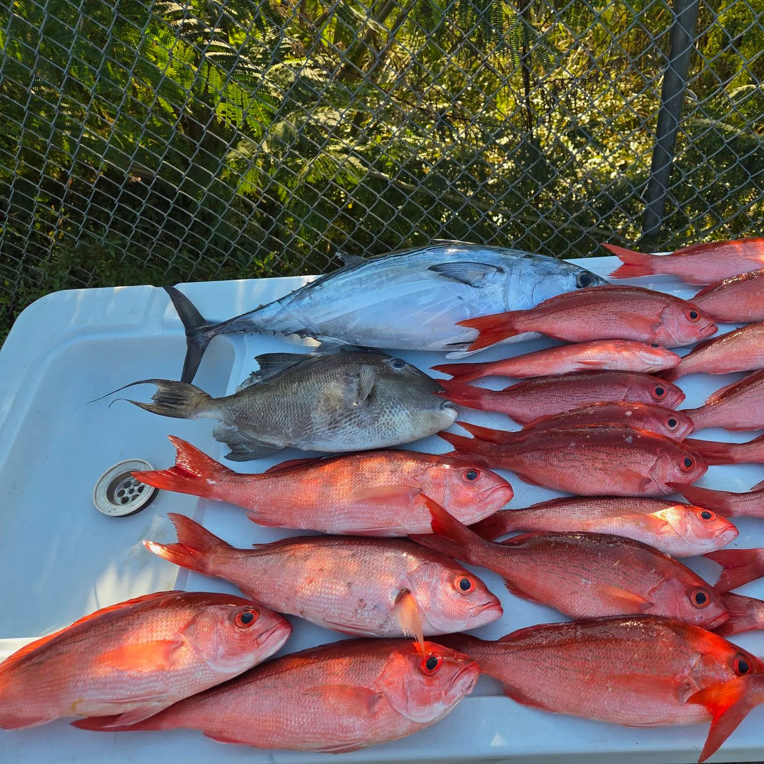 The most recent Vermilion snapper catches on Fishbrain