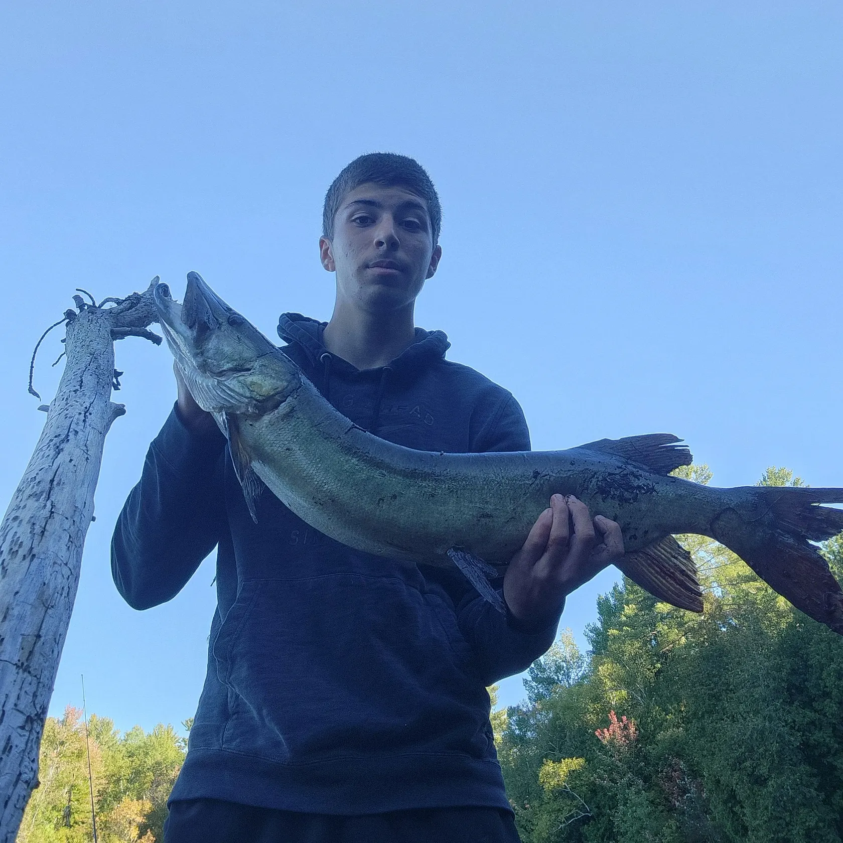 The most recent Muskie catches on Fishbrain