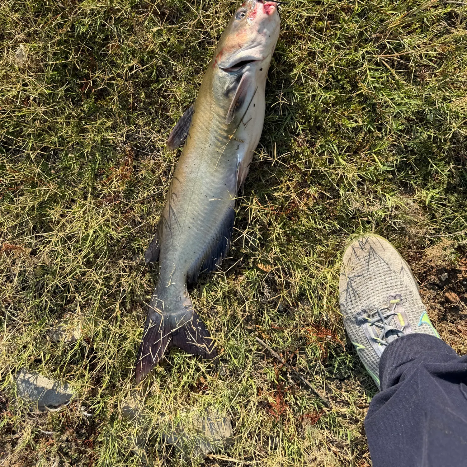 Channel catfish caught on Fishbrain
