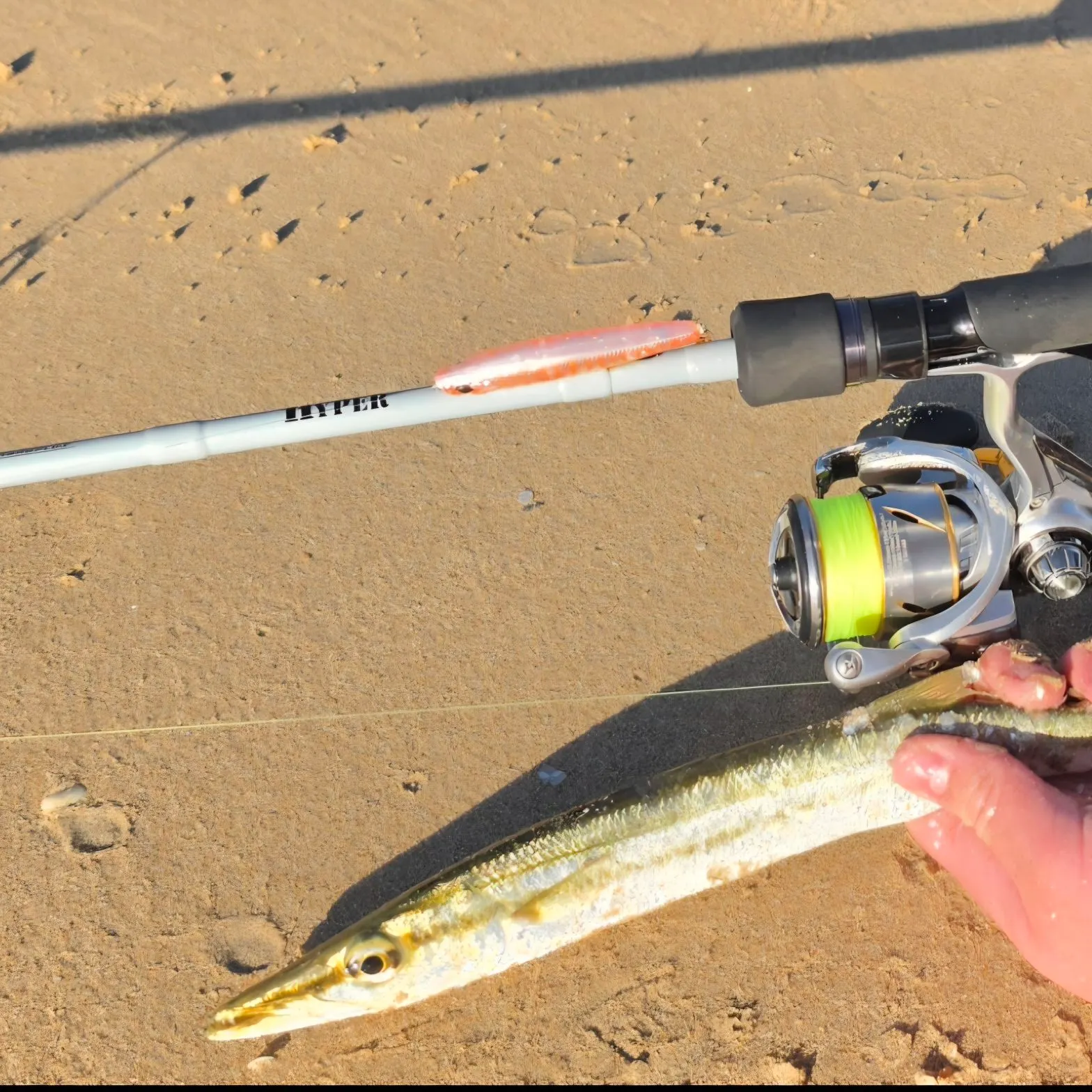 The most recent Yellowtail barracuda catches on Fishbrain