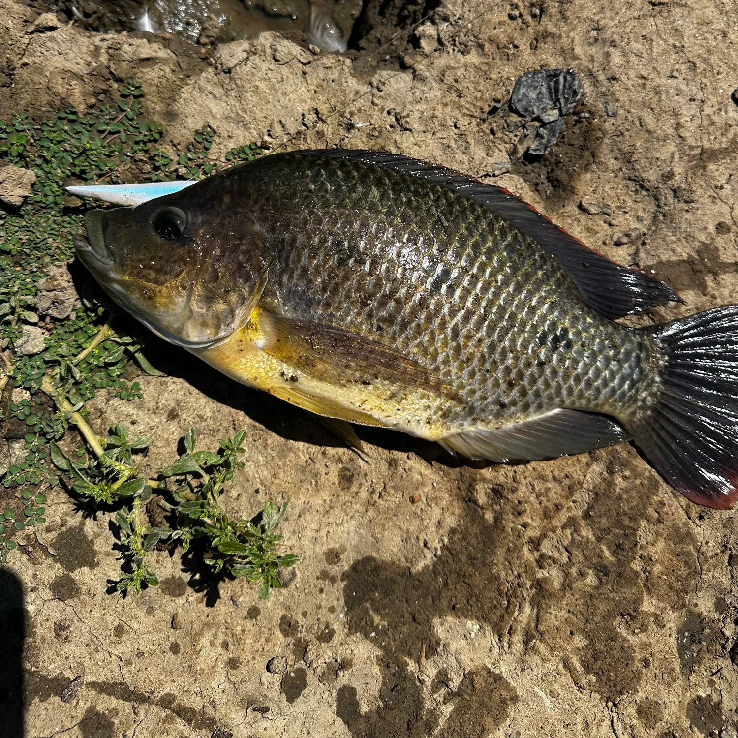 The most recent Blue tilapia catches on Fishbrain