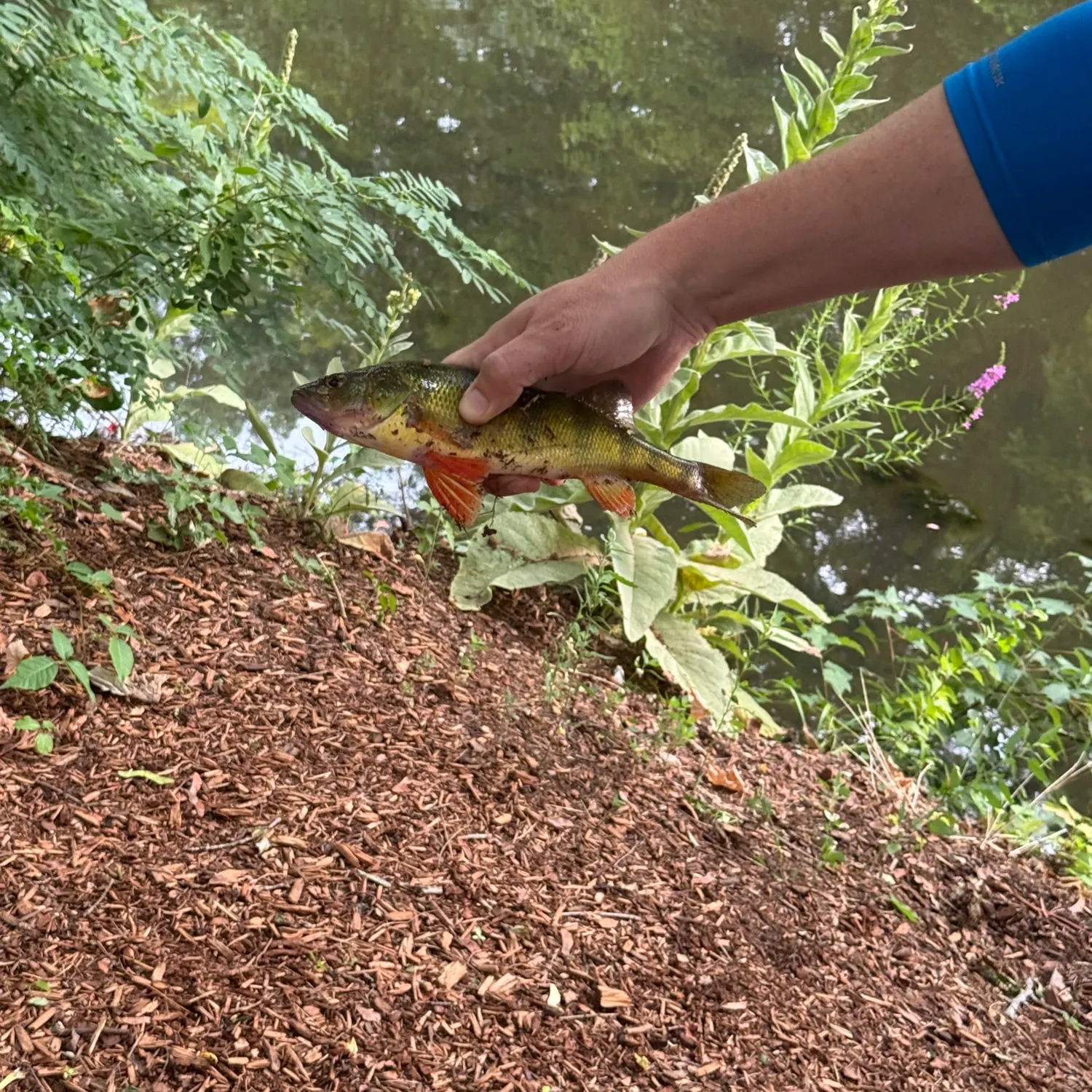 Yellow perch caught on Fishbrain