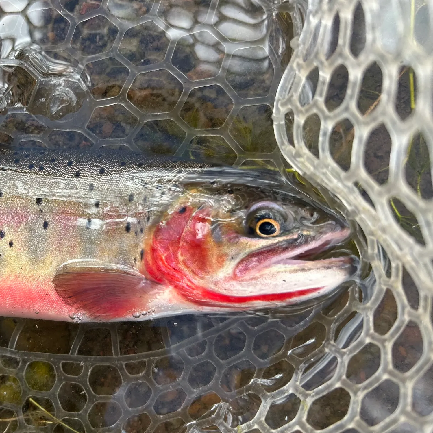 The most recent Colorado river cutthroat trout catches on Fishbrain