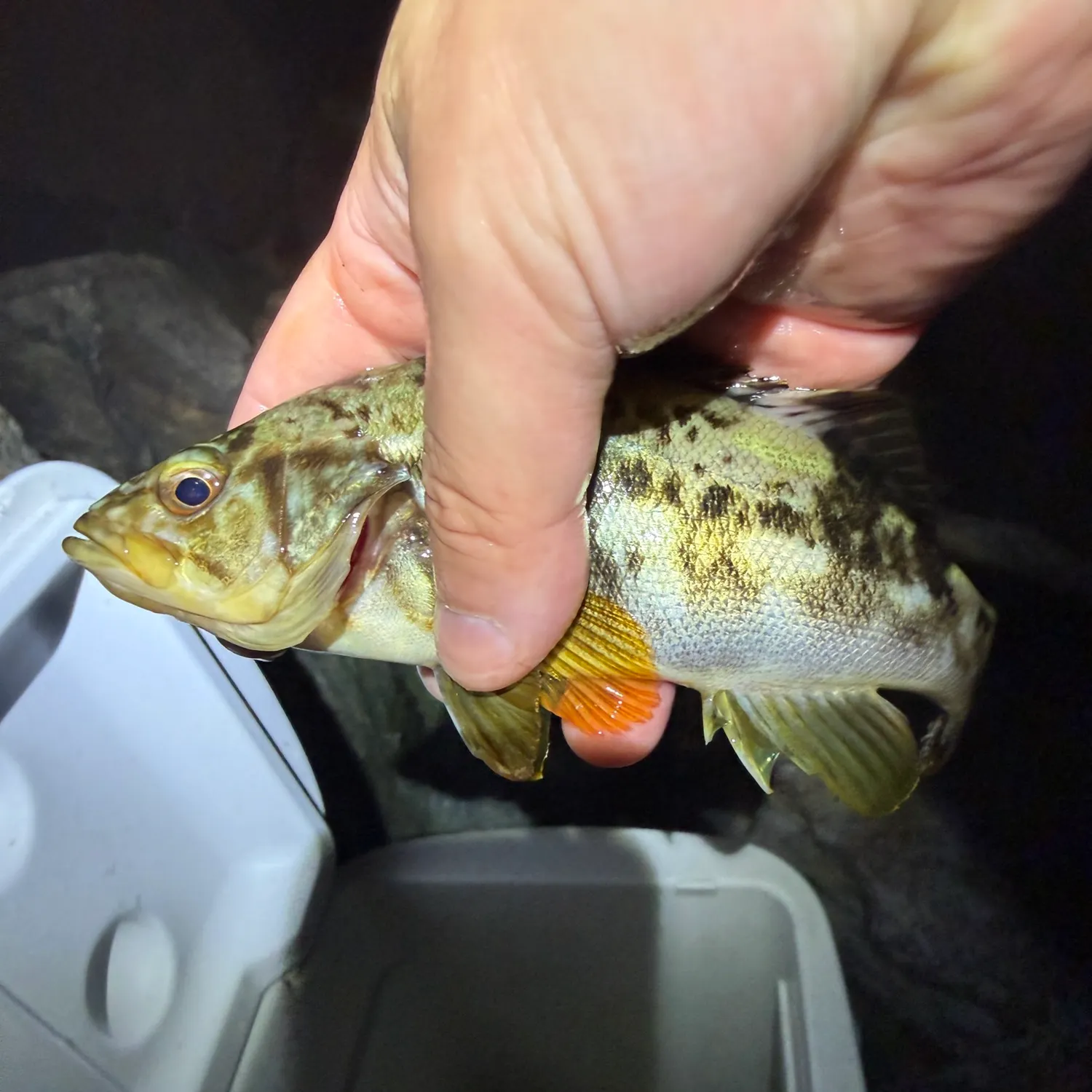 Kelp bass caught on Fishbrain