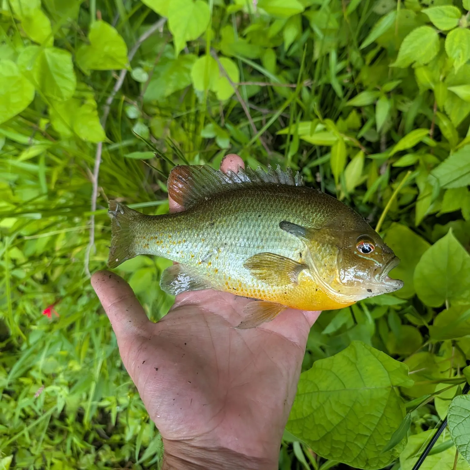 Redbreast sunfish caught on Fishbrain