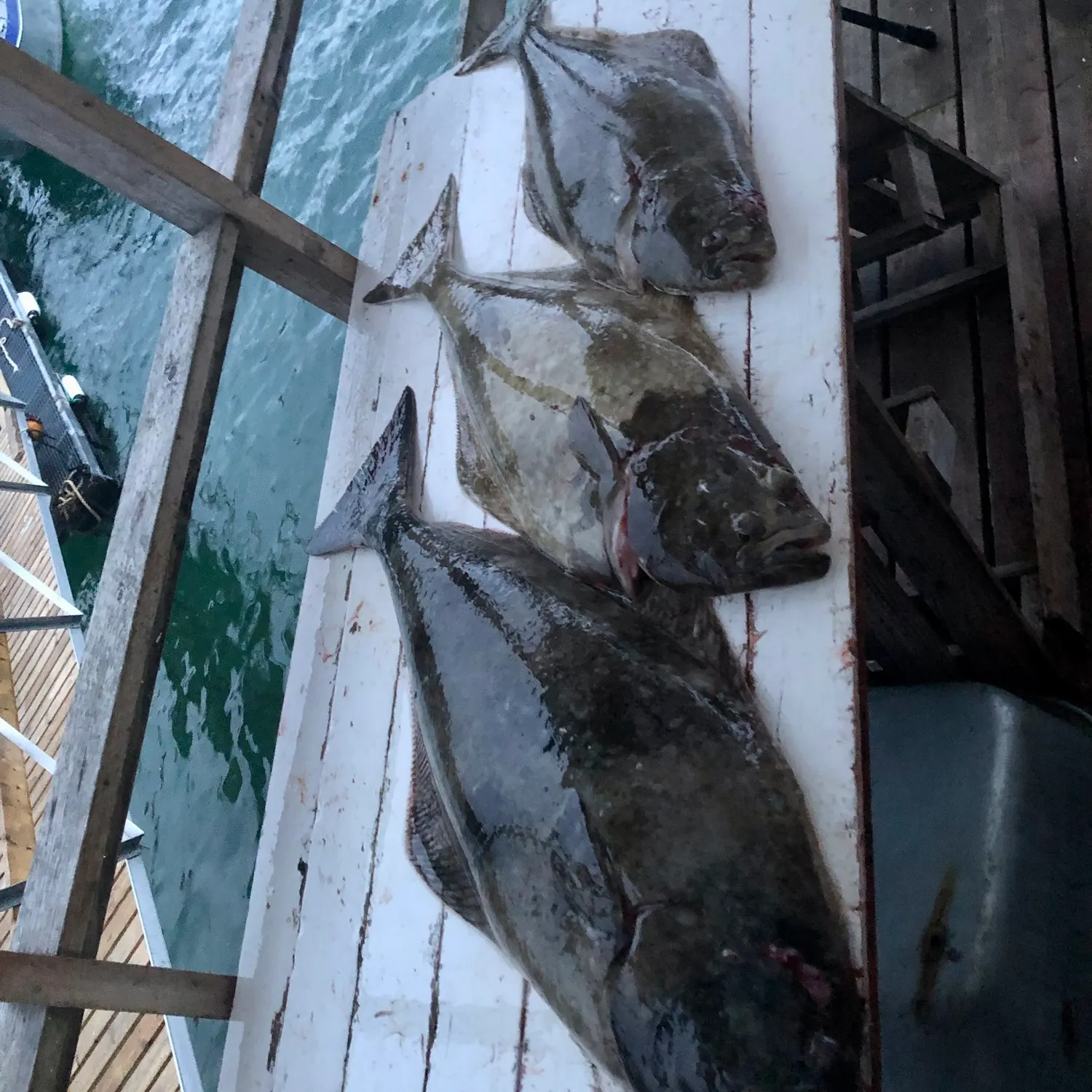 The most recent Atlantic halibut catches on Fishbrain