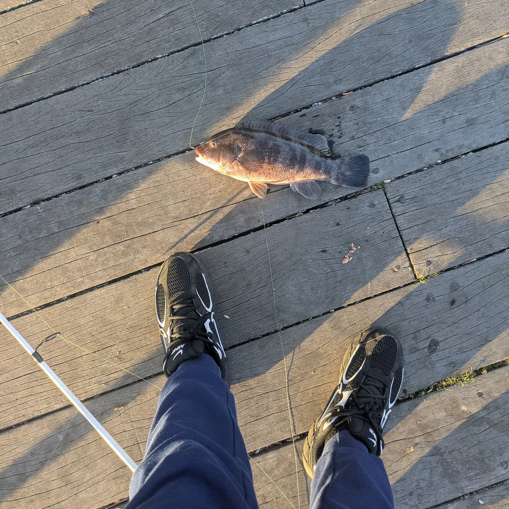 Tautog caught on Fishbrain