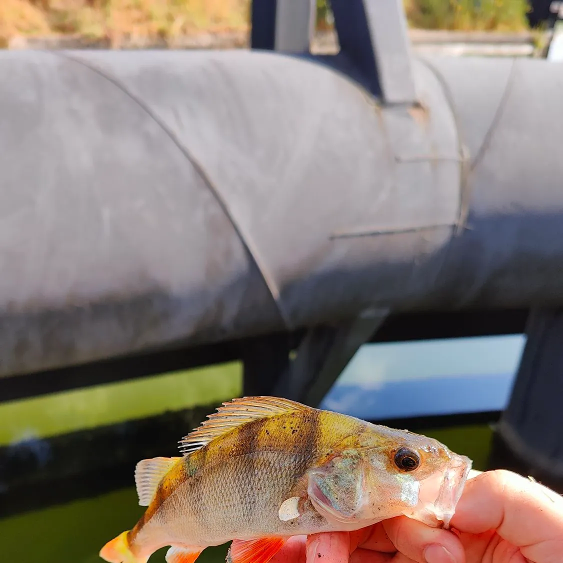 European perch caught on Fishbrain
