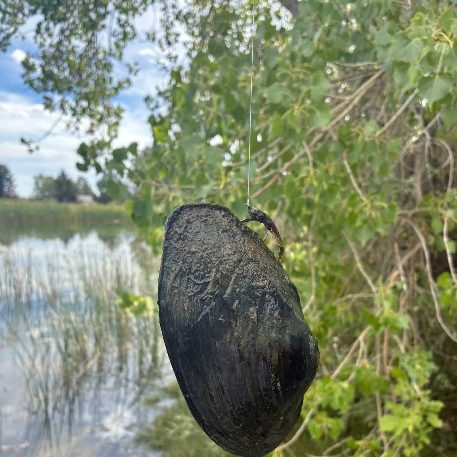 Fish caught on Fishbrain