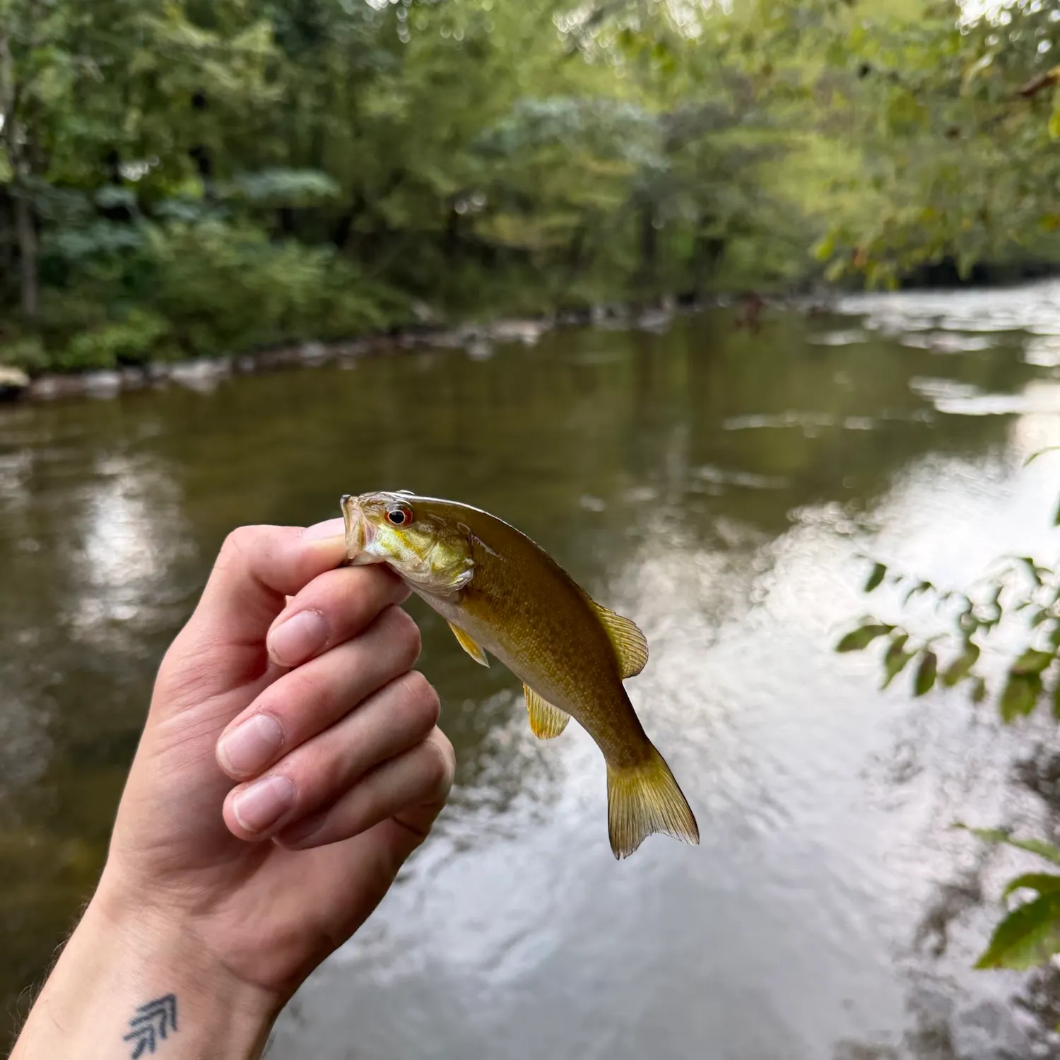 Smallmouth bass caught on Fishbrain