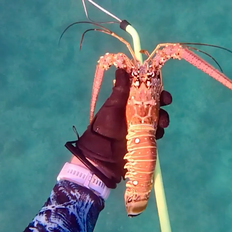 The most recent Caribbean spiny lobster catches on Fishbrain
