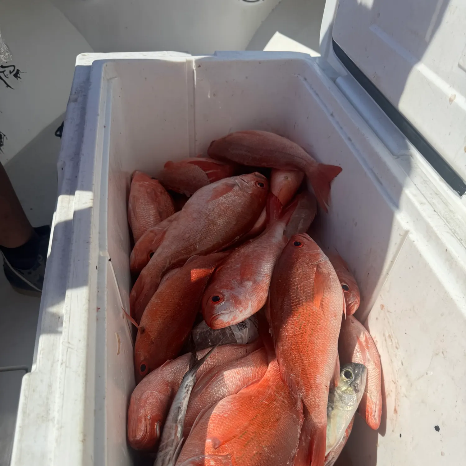 The most recent Vermilion snapper catches on Fishbrain