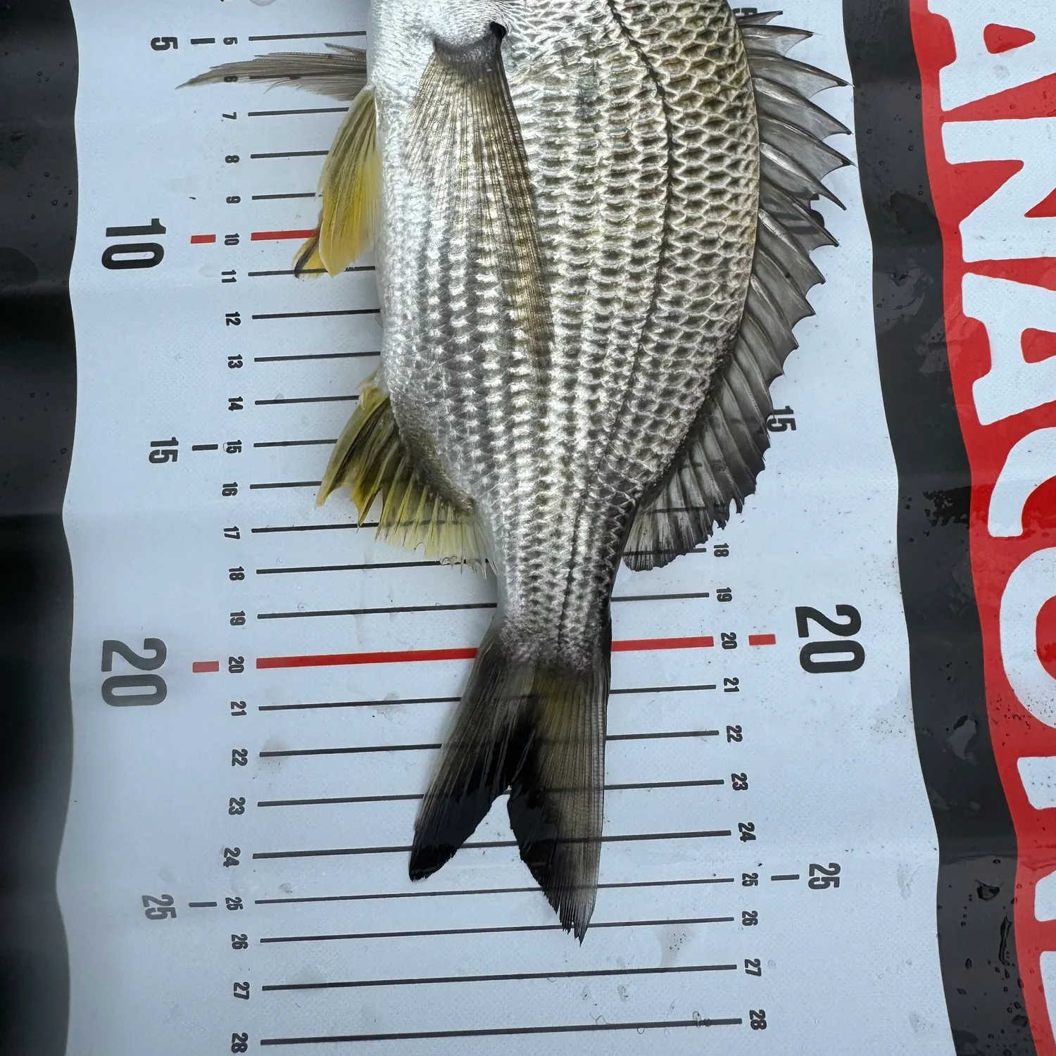 Surf bream caught on Fishbrain