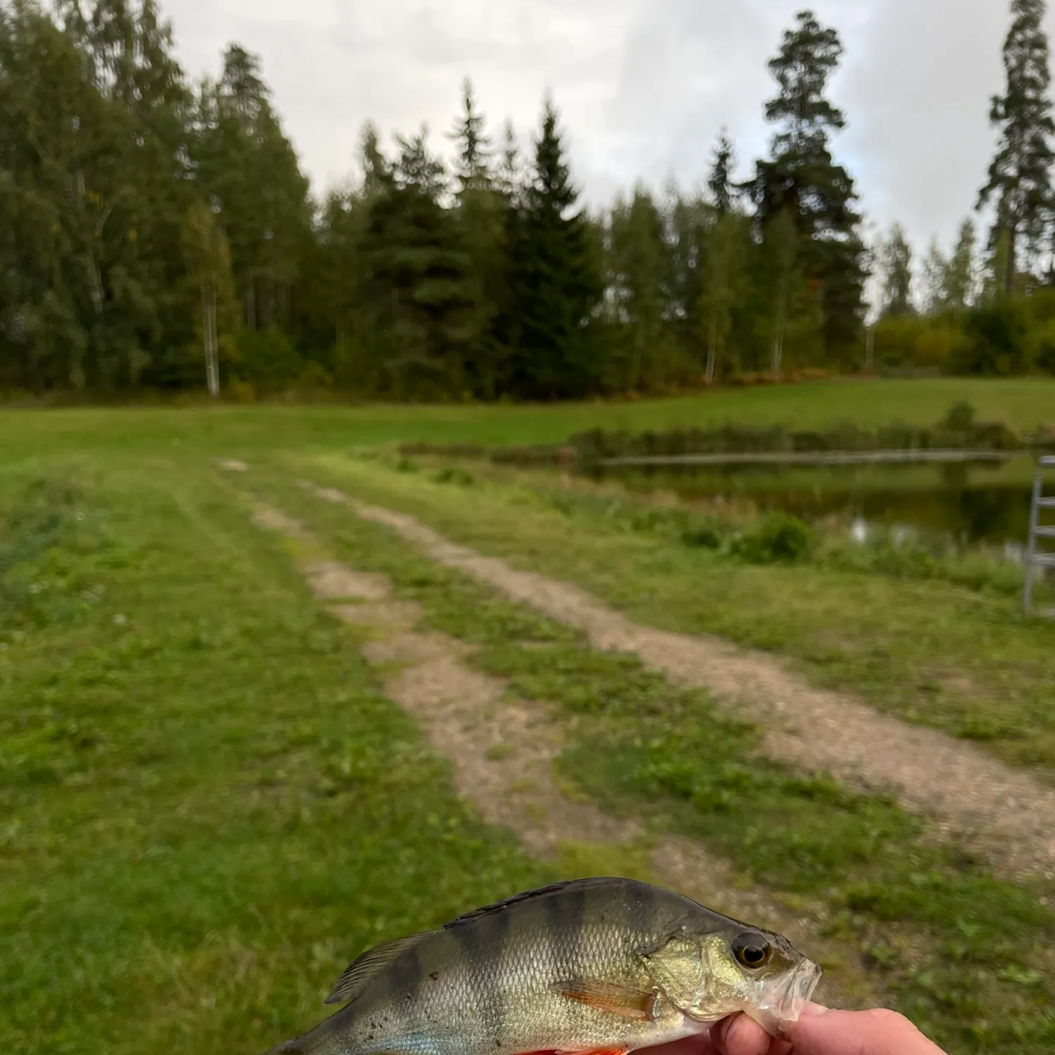 Fish caught on Fishbrain