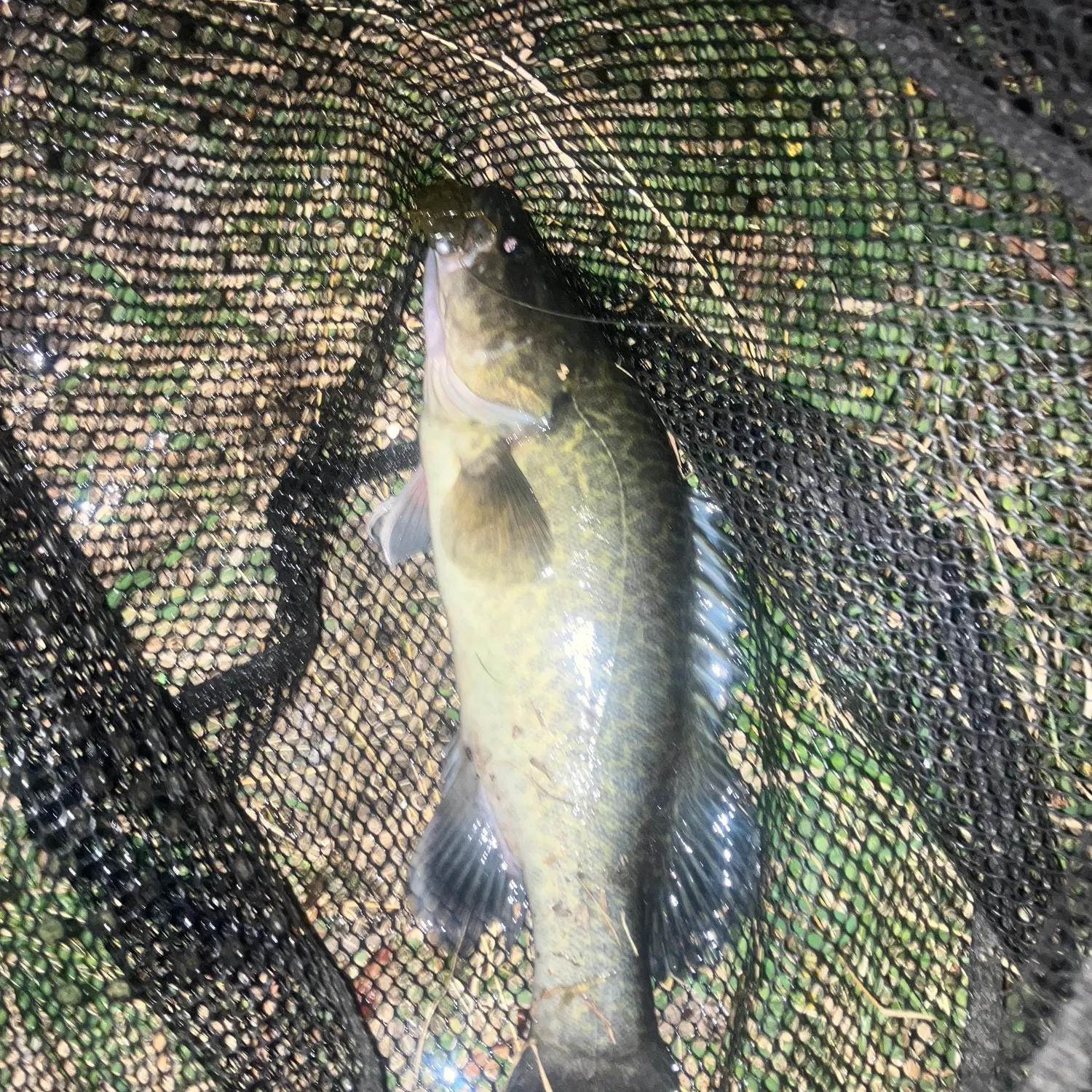 Murray cod caught on Fishbrain