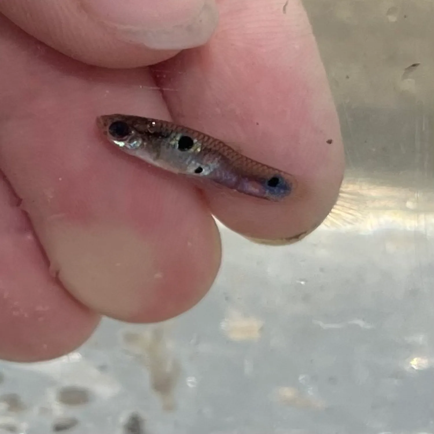 The most recent Guppy catches on Fishbrain