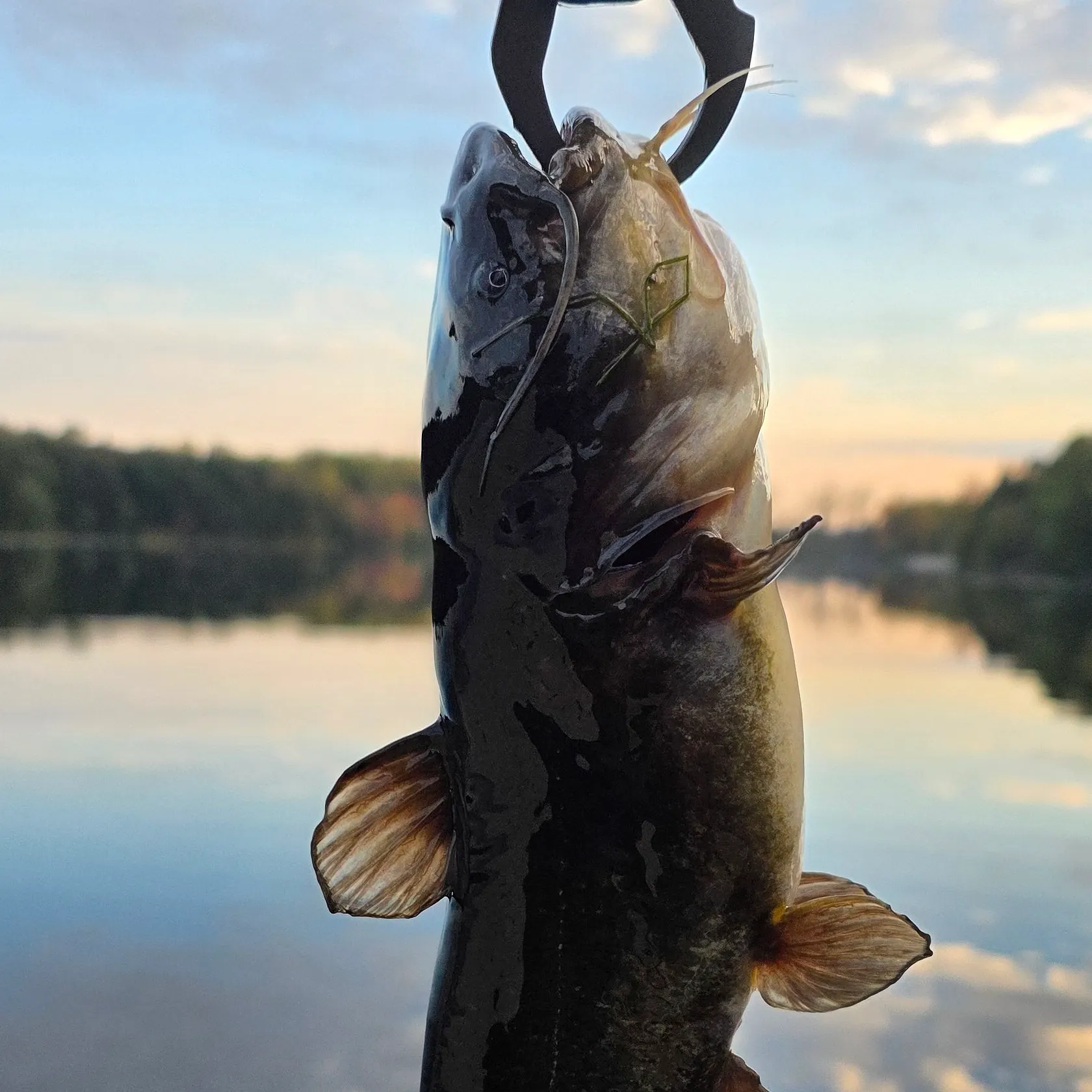 Black bullhead caught on Fishbrain