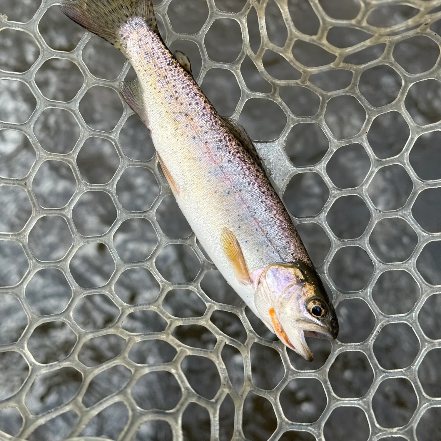 The most recent Colorado river cutthroat trout catches on Fishbrain
