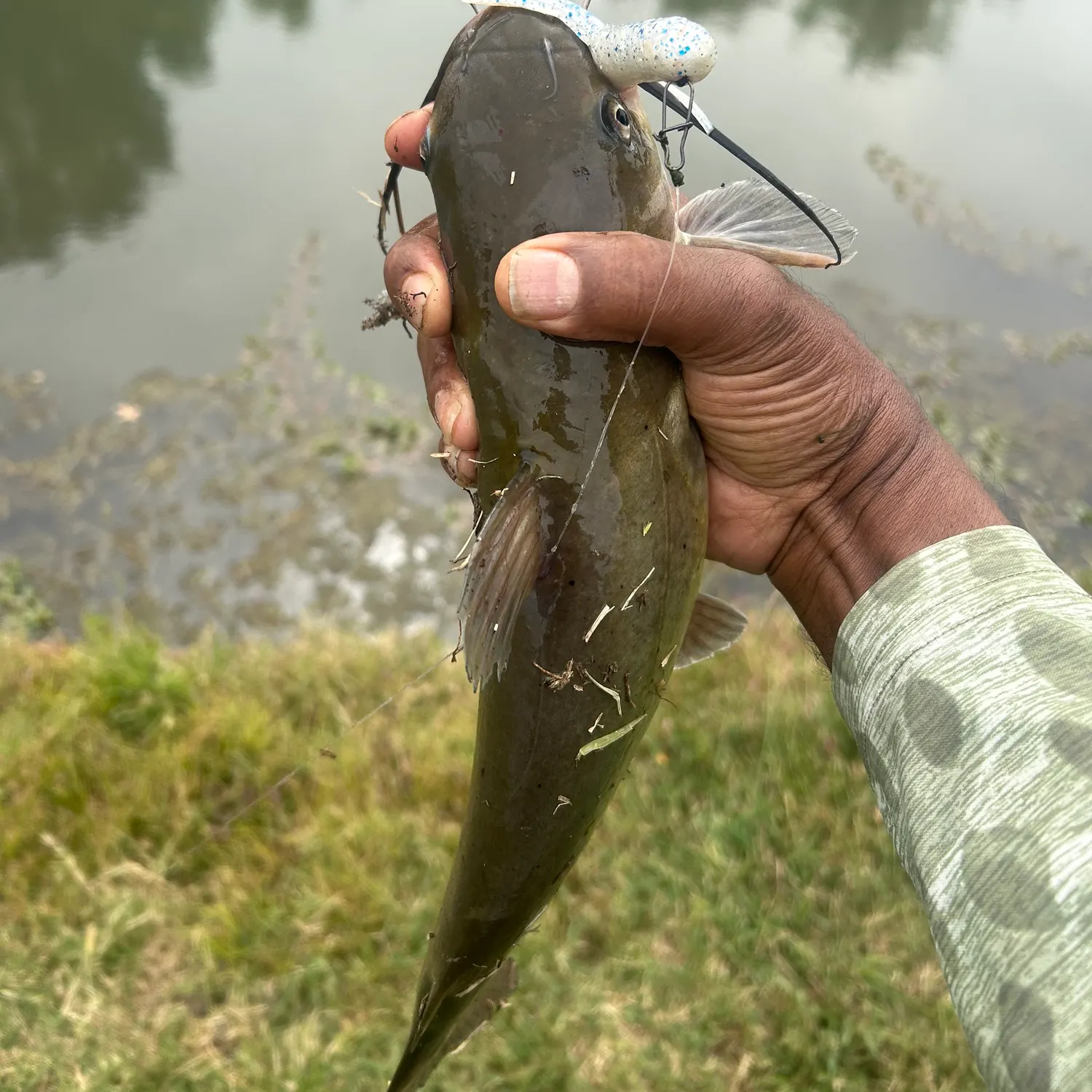 Channel catfish caught on Fishbrain