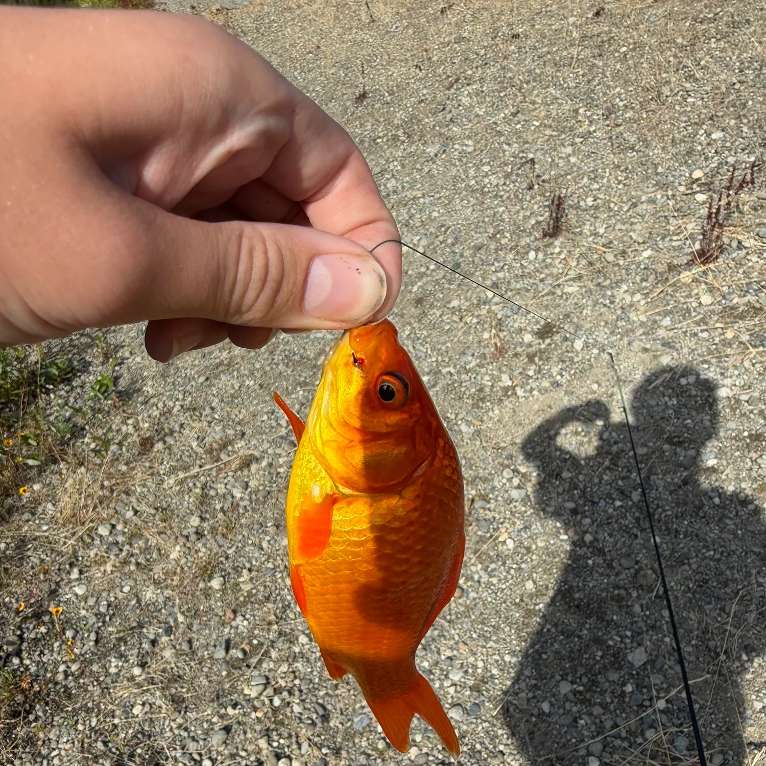 Goldfish caught on Fishbrain