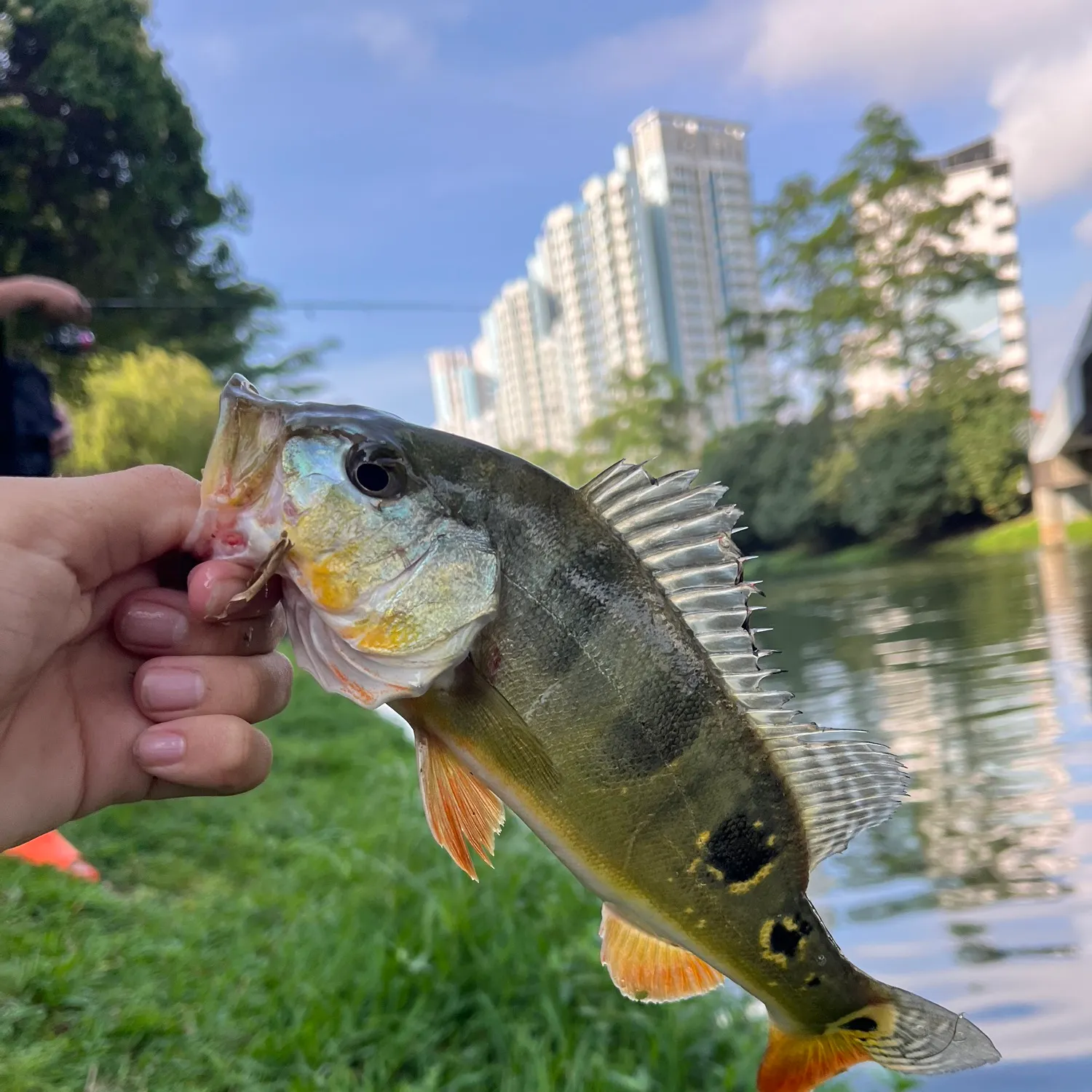 catch