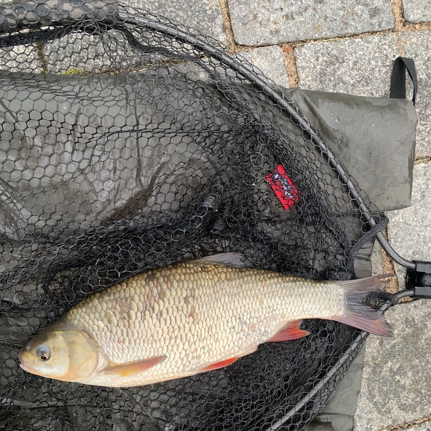 The most recent Ide catches on Fishbrain
